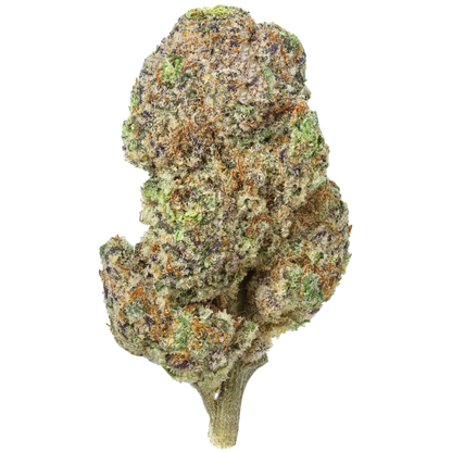 Close-up of a cannabis bud