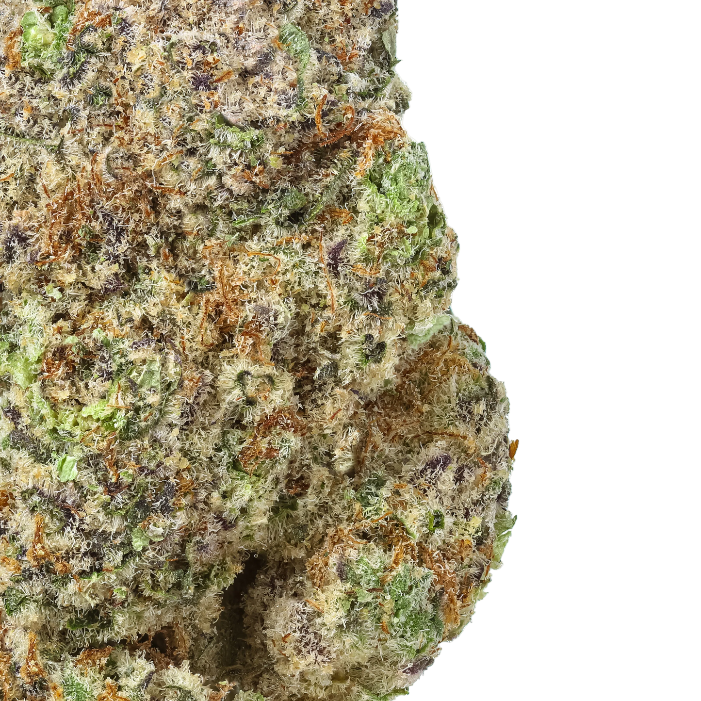 Close-up of a cannabis bud with green and orange hues