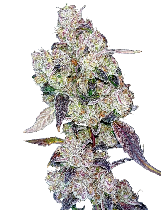Close-up of a cannabis plant with dark background