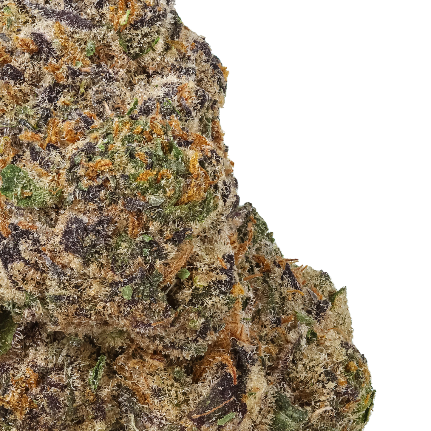 Close-up of a cannabis bud with green, orange, and black colors