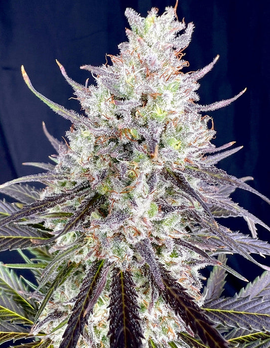 Dancing Queen (Purple Haze x Abacus)