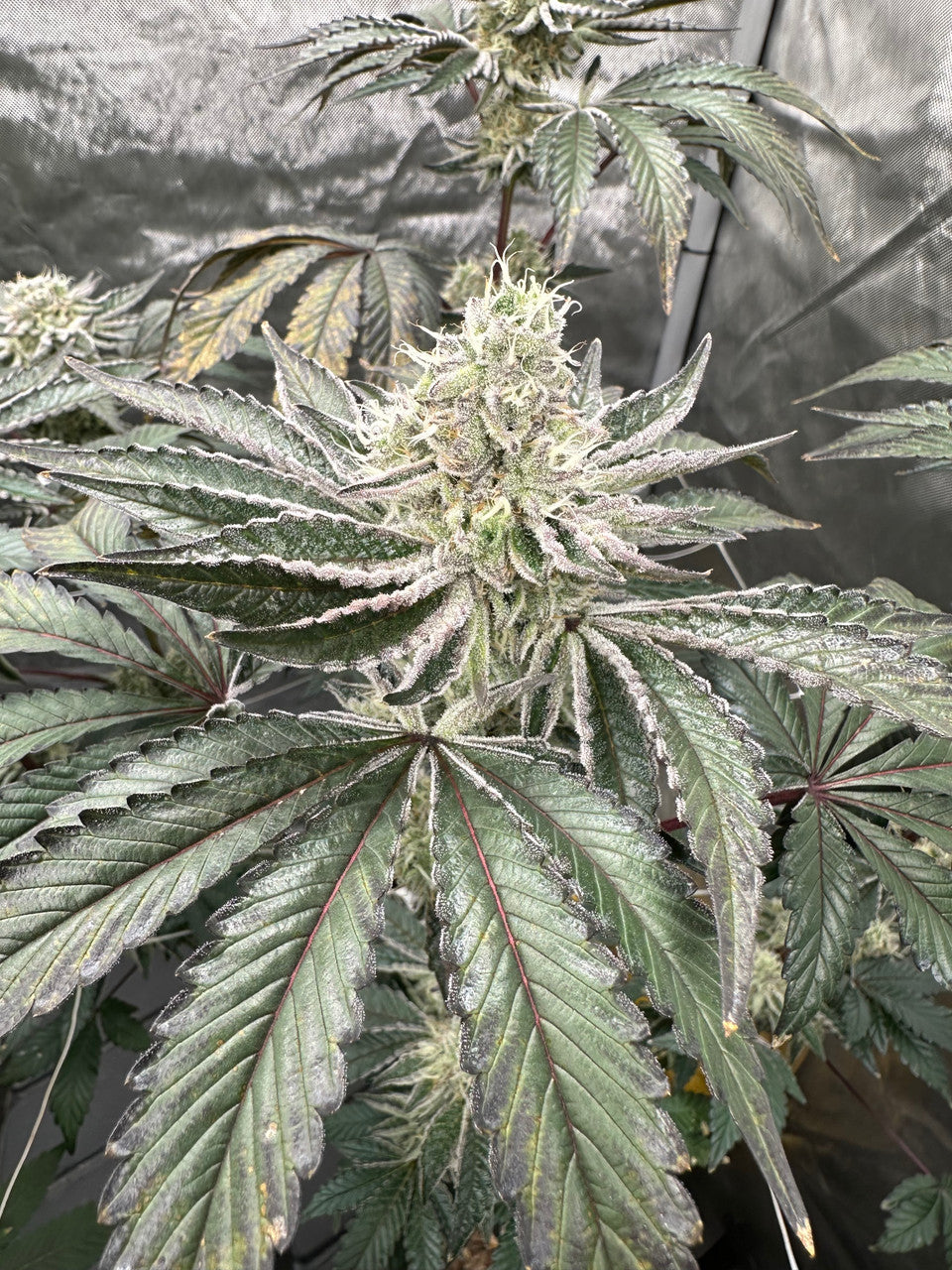 Raspberry Lemonade (Raspberry Kush x Super Lemon Haze)