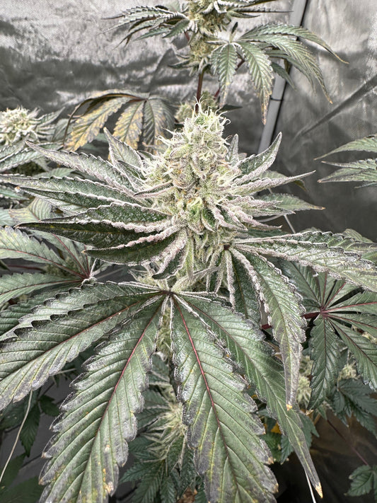 Raspberry Lemonade (Raspberry Kush x Super Lemon Haze)