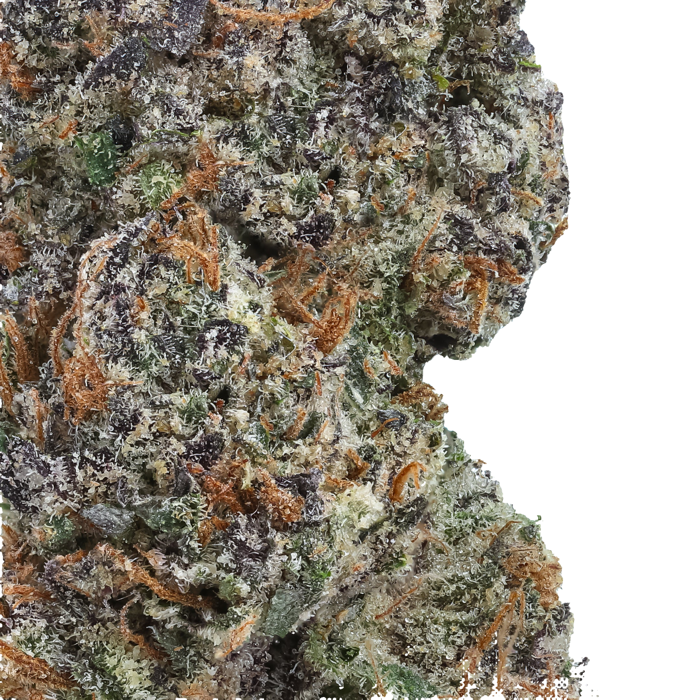 Close-up of a cannabis bud with trichomes