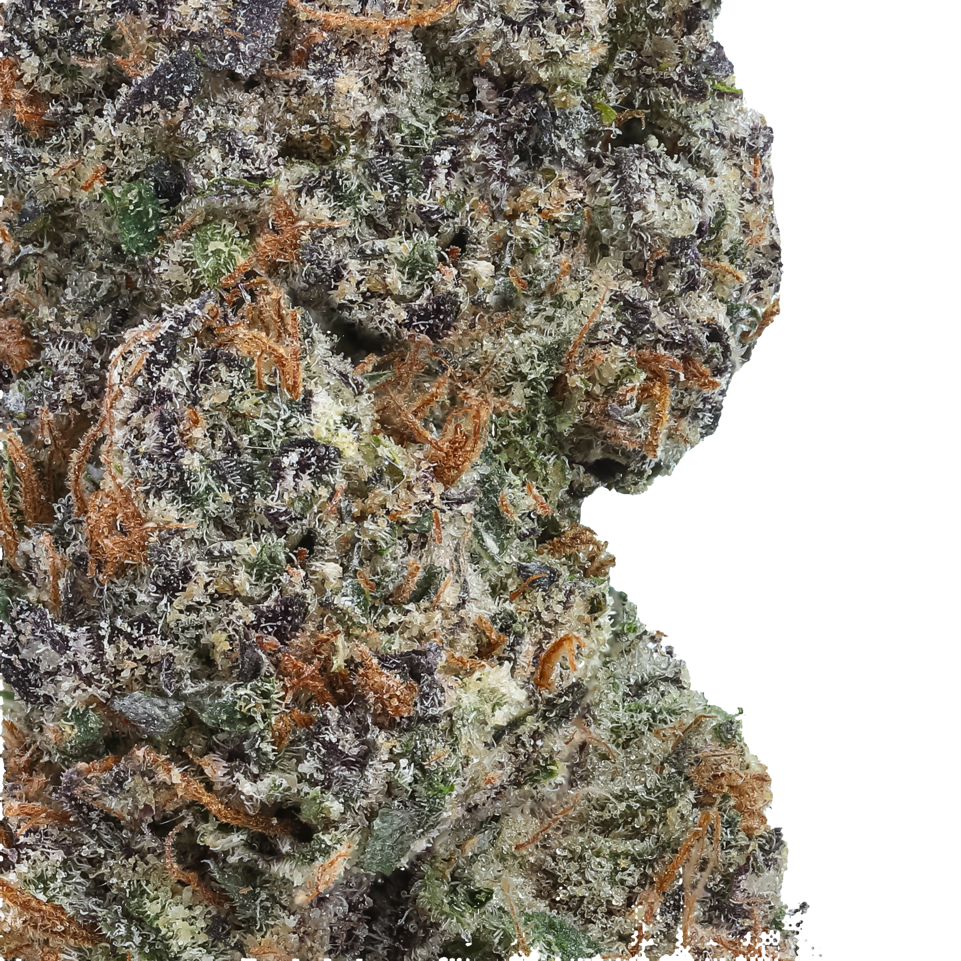 Close-up of a cannabis bud with trichomes