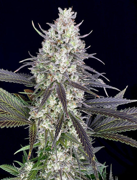Miracle Glow (Shaolin Gleaux x Miracle Burn)