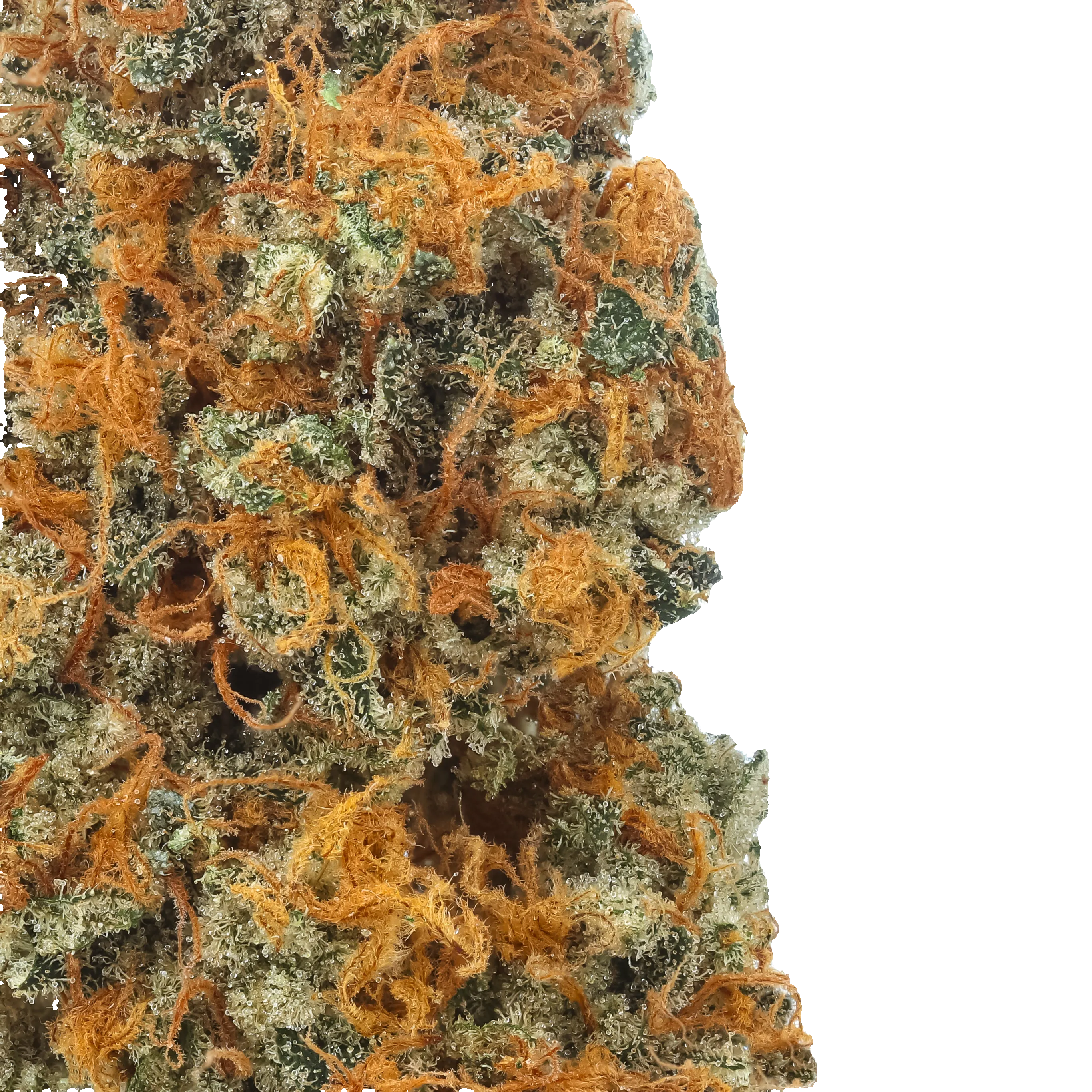 Macro shot of Strawberry Lemon Kush flower — judging trim, frost and structure