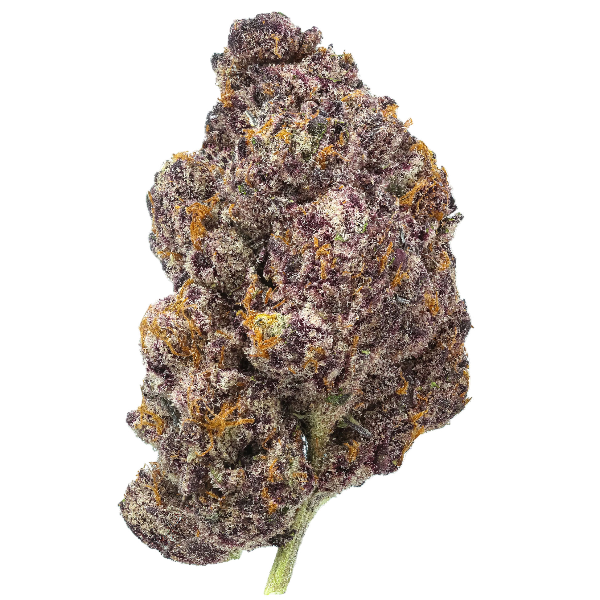 Close-up of a cannabis bud with orange trichomes on a white background