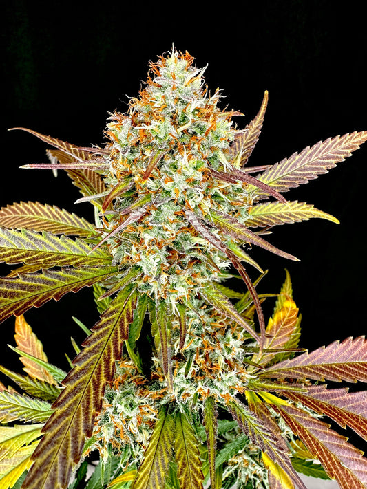 Super Lemon Haze F8 Seeds