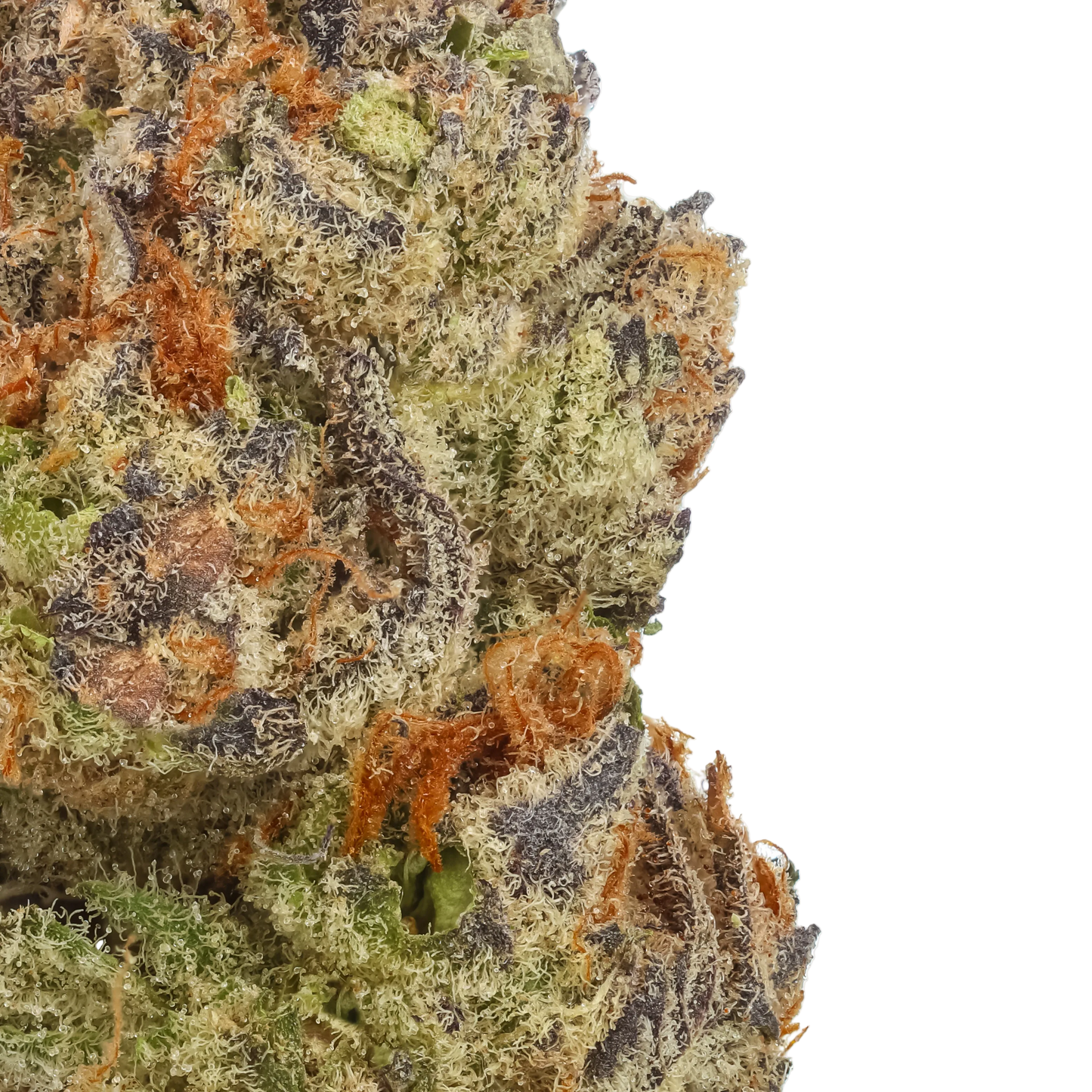 Tropic Thunder Funk