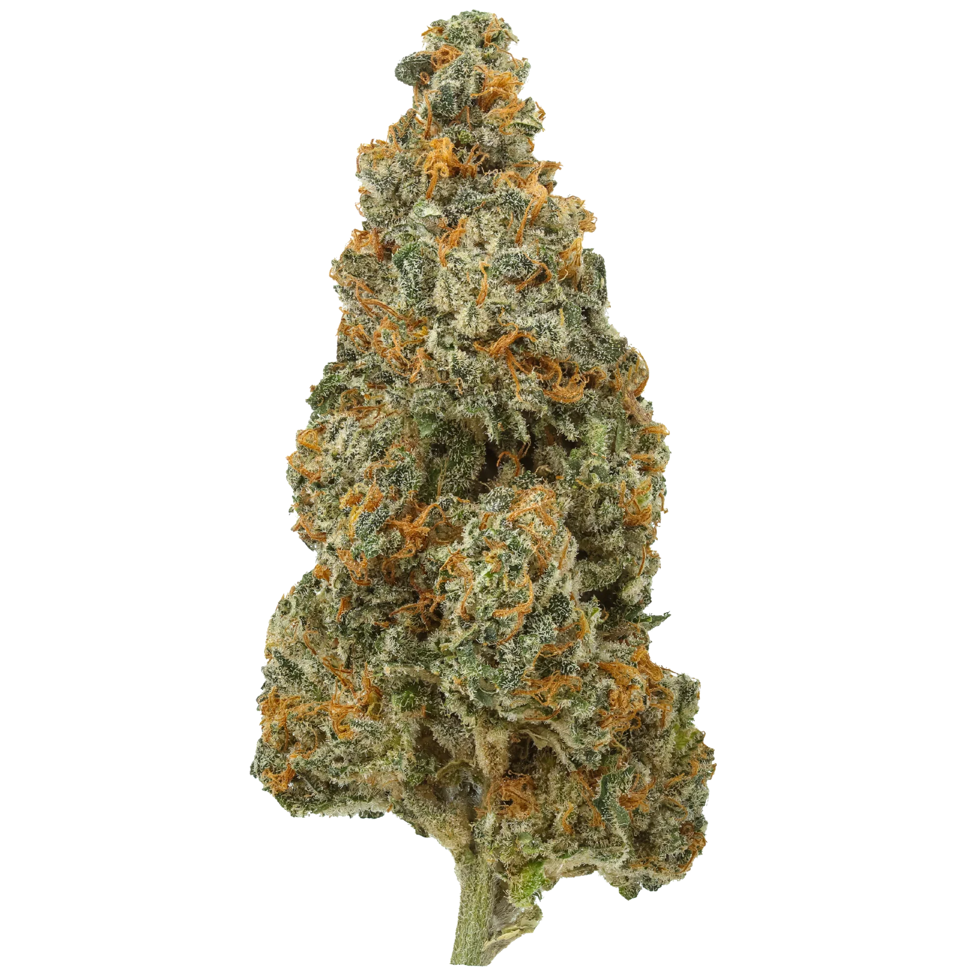 White Rhino cannabis bud with frosty trichomes and orange pistils on white background