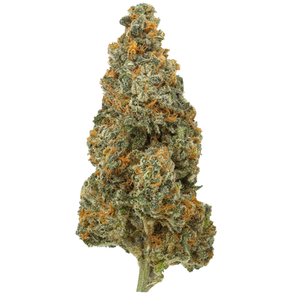 White Rhino cannabis bud with frosty trichomes and orange pistils on white background