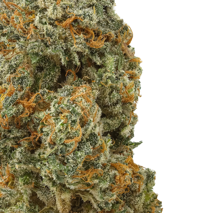 Close-up of White Rhino cannabis bud with orange hairs and frosty trichomes