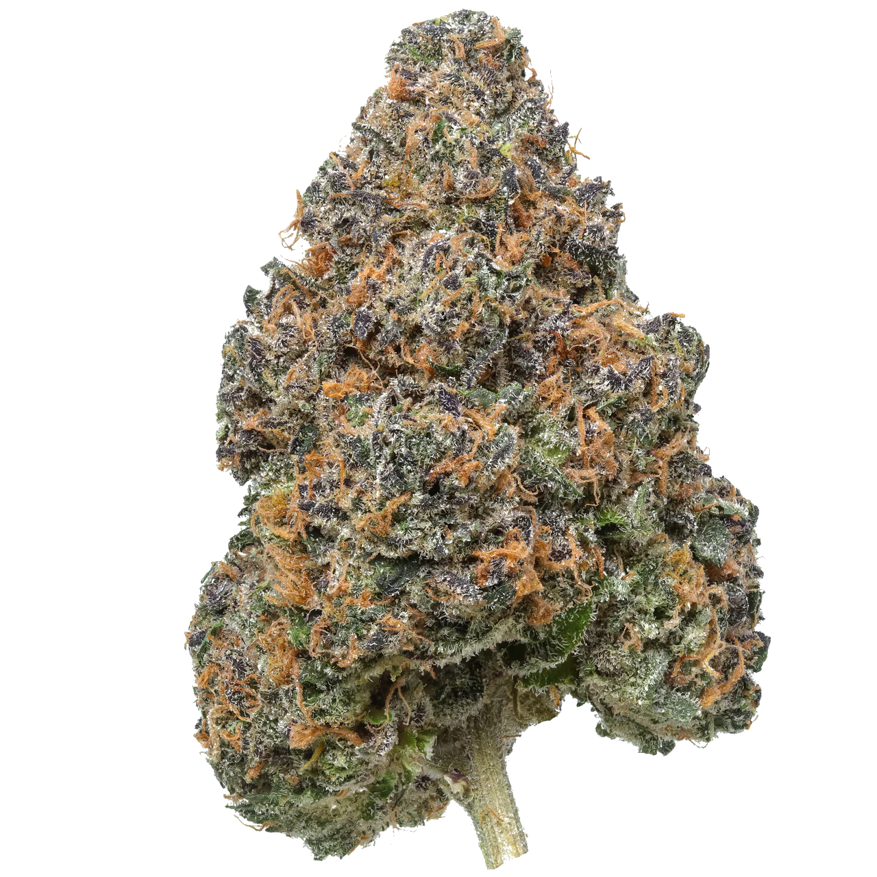 Apple Jax