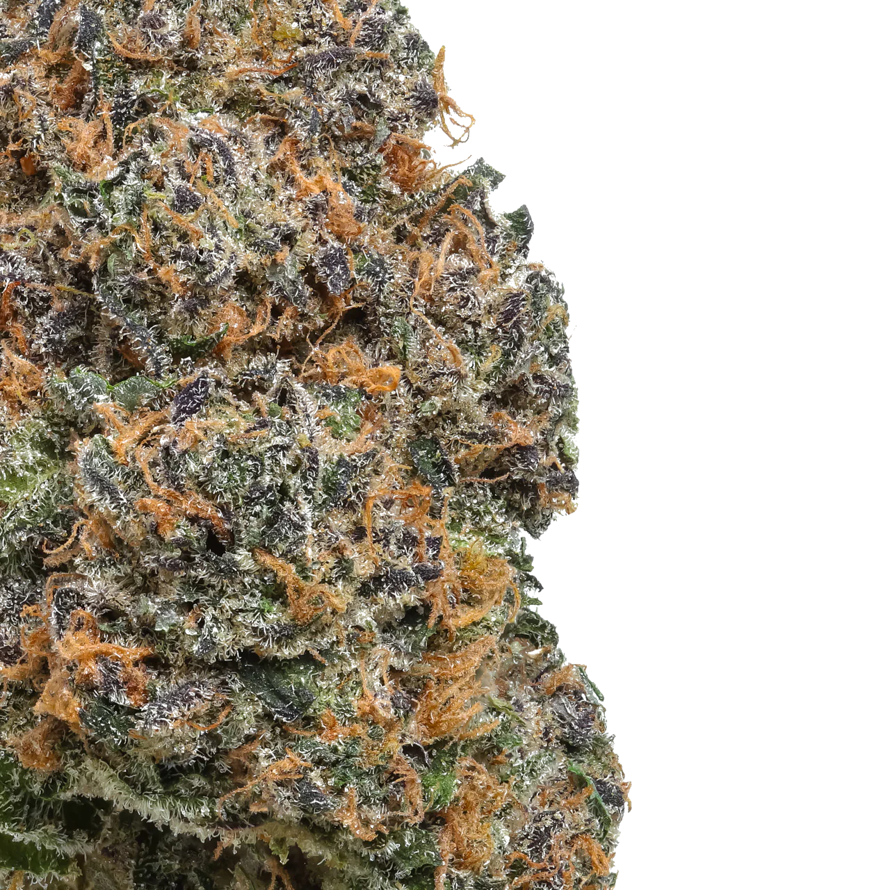 Apple Jax