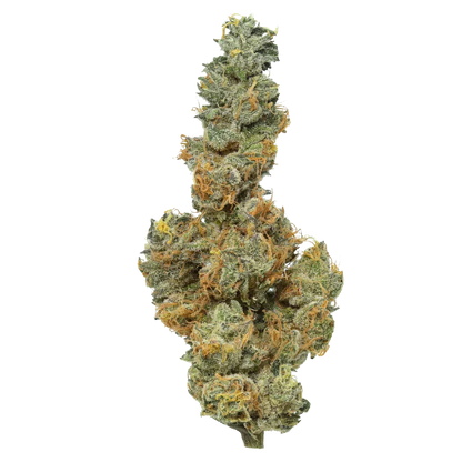 Close-up of a dense cannabis bud with frosty trichomes and orange hairs on a white background.