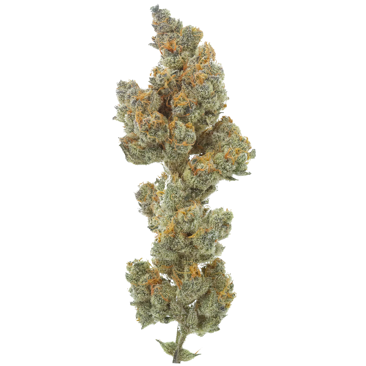 Bahama Berry: Small Batch