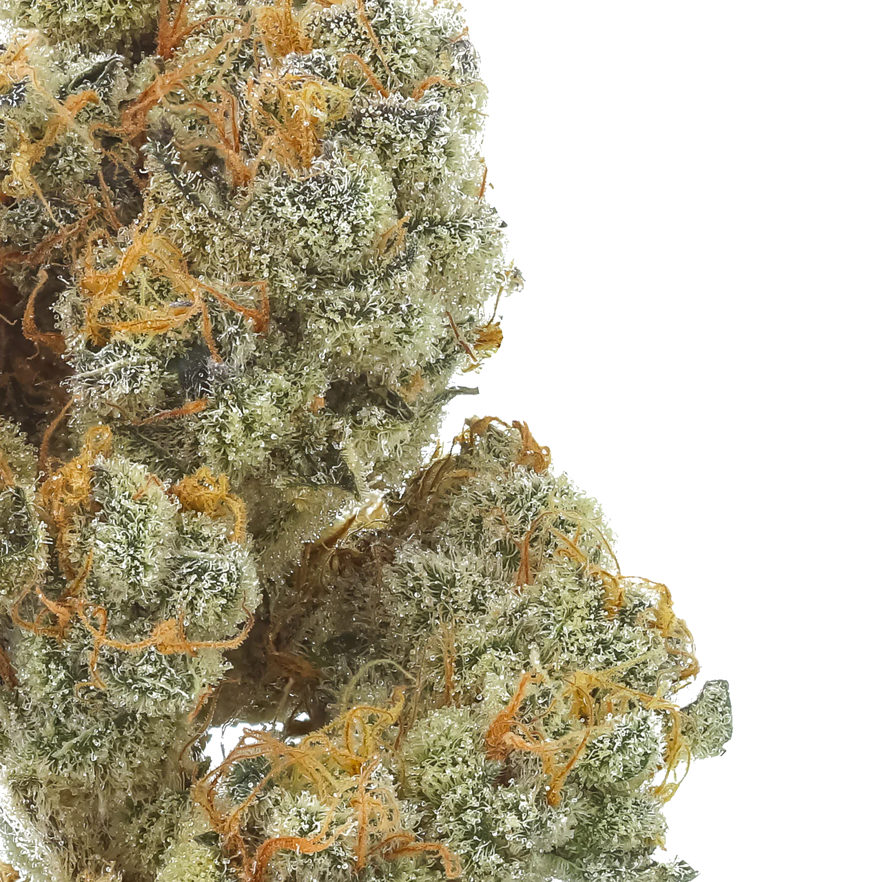Bahama Berry: Small Batch