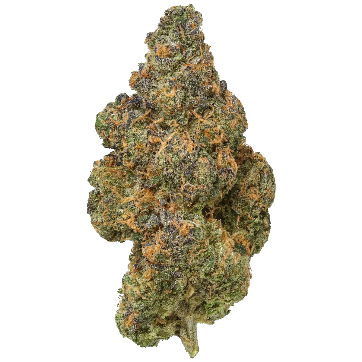 Black Maple cannabis bud with green, purple, and orange hairs on a white background