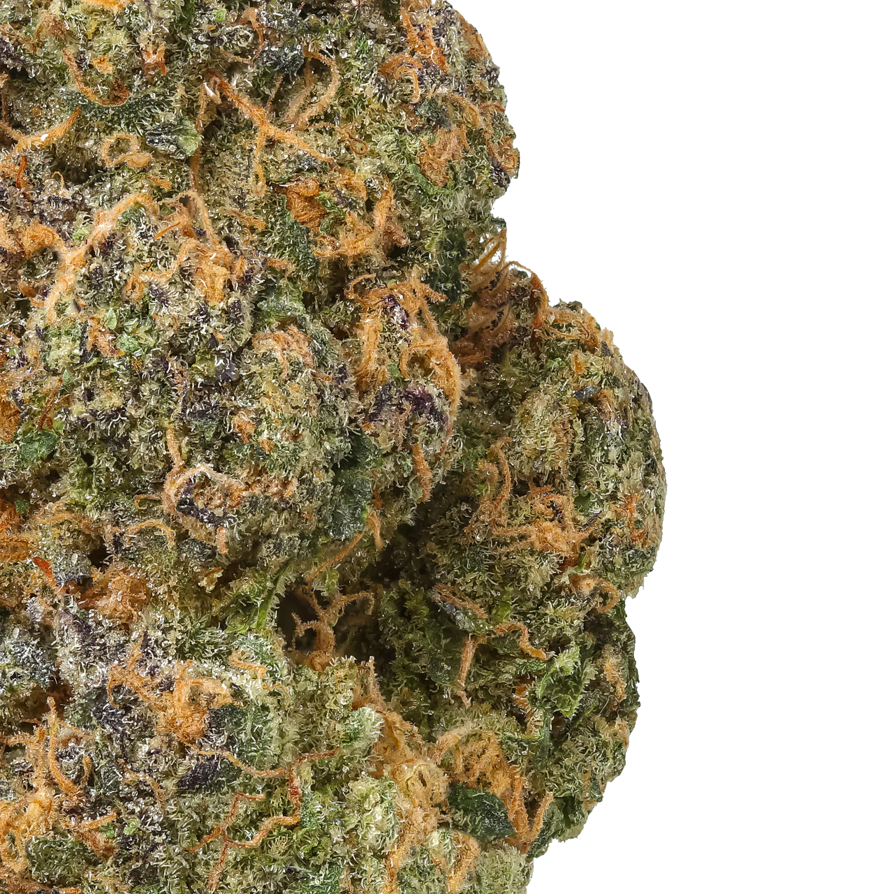 Black Maple