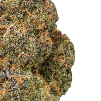 Black Maple