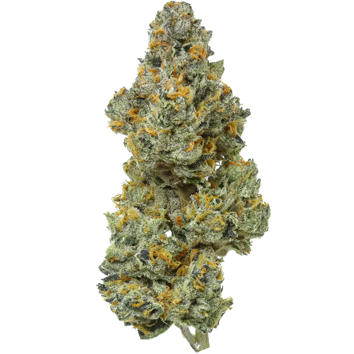 Blue Raspberry Runtz Bleu Runtz | Flow Gardens