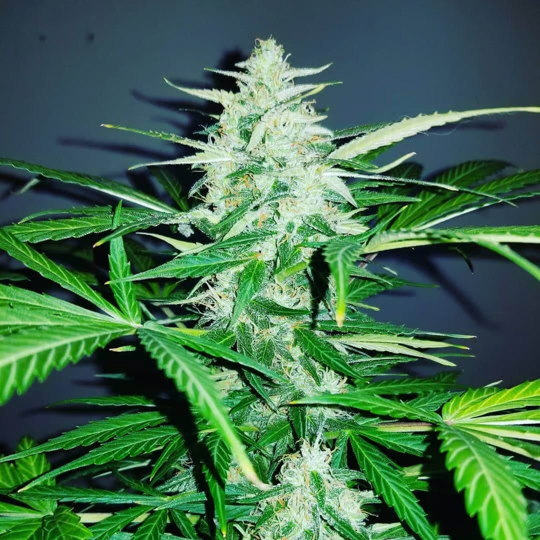 Type 1 Clones — Blue Dream (Santa Cruz Cut)