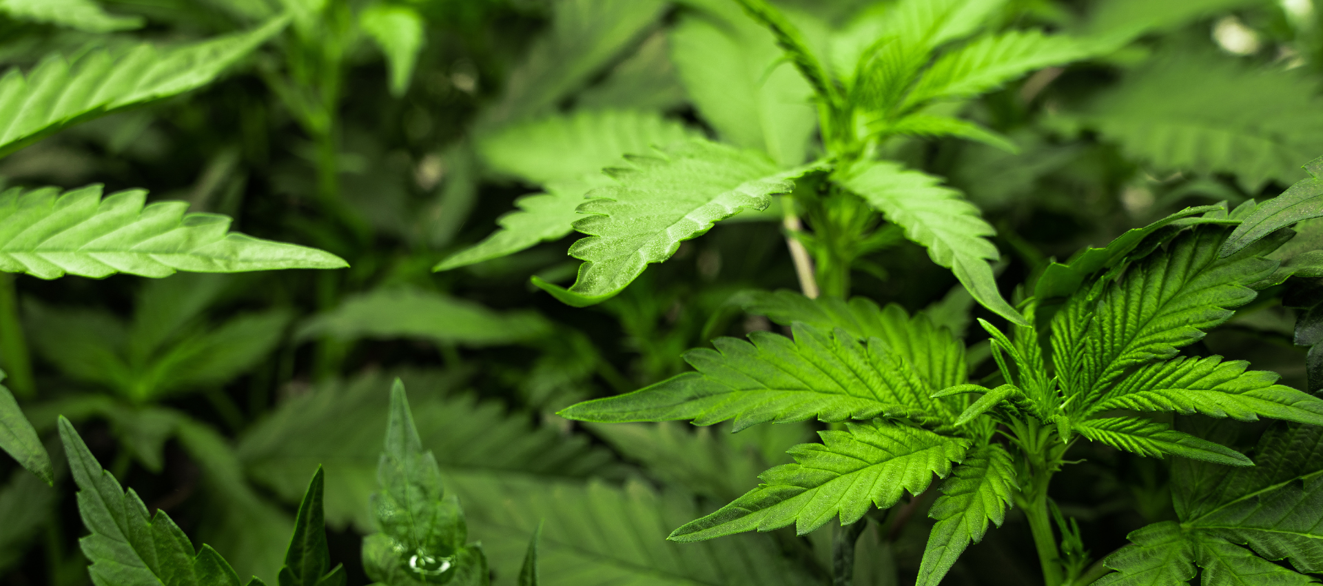 Cannabis leaves banner — the four chemotypes of cannabis explained