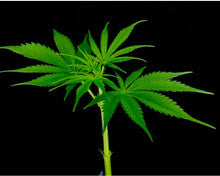 Picture of CBD clone genetics from Flow Gardens