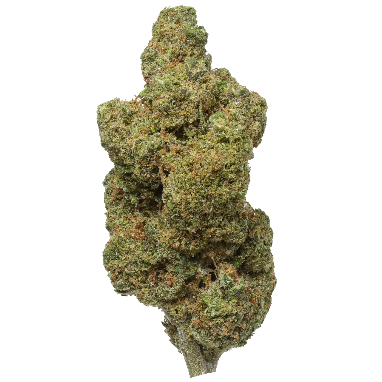 Close-up of Durban Poison cannabis bud, green and orange, isolated on white background