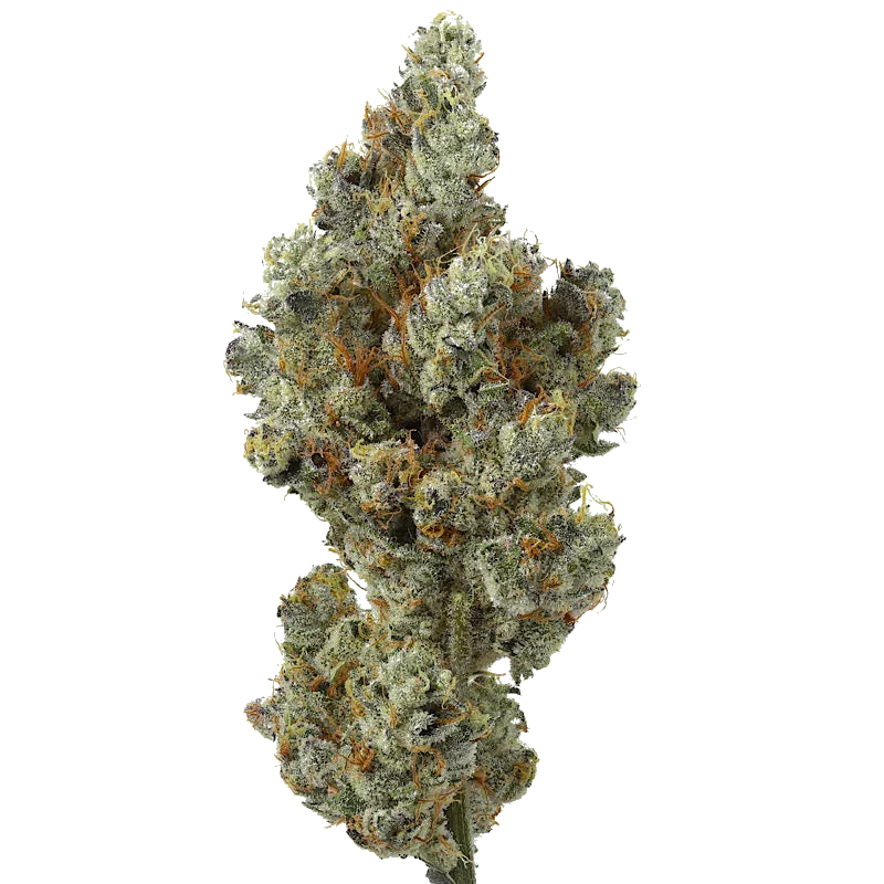 Lemon Cherry Sherbet flower, as labeled by the cited photo source