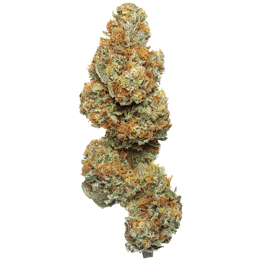 Mango Tree