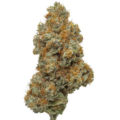 Northern Lights #5