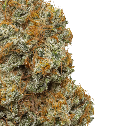 Northern Lights #5