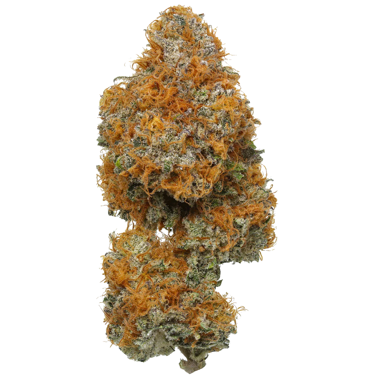 Orange Apricot Mac flower, as labeled by the cited image source