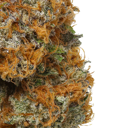 Orange Apricot MAC - Capulator