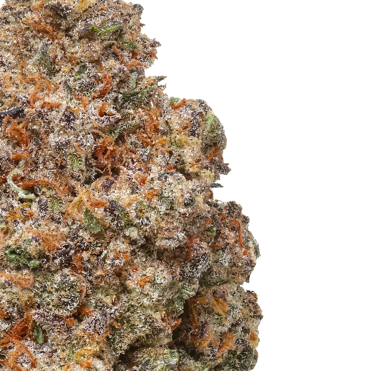 Close-up of Rancid Rainbow cannabis bud with frosty trichomes and orange hairs