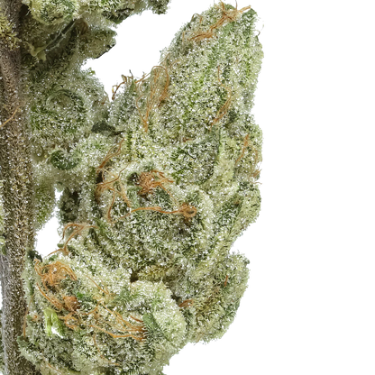 Sour Melon Soda