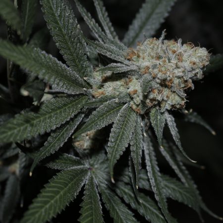 Strawberry Pines Clones (Caps Breeder Cut)