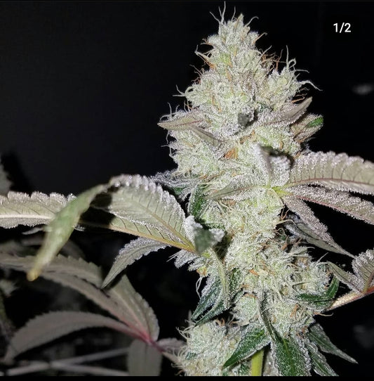 Close up picture of Capulators Big Buns clone from Flow Gardens