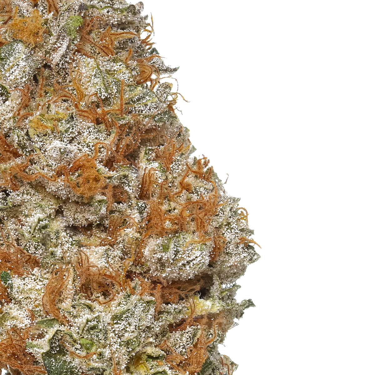 The White CBG